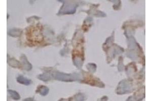 Immunohistochemistry (IHC) image for anti-Caspase 12 (Gene/pseudogene) (CASP12) (AA 95-318), (N-Term) antibody (ABIN567795)
