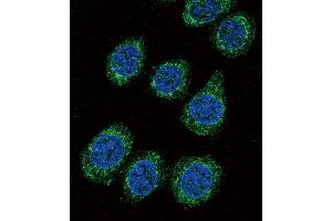 Confocal immunofluorescent analysis of CYP3A5 Antibody (C-term) (ABIN392224 and ABIN2841918) with 293 cell followed by Alexa Fluor 488-conjugated goat anti-rabbit lgG (green). (CYP3A5 抗体  (C-Term))