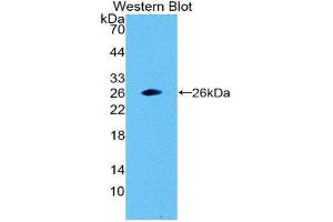 Western Blotting (WB) image for anti-Glutathione S-Transferase alpha 1 (GSTA1) antibody (Biotin) (ABIN1173292)