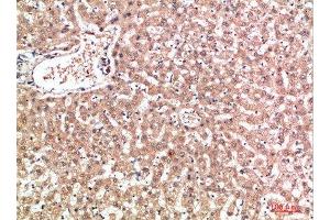 Immunohistochemical analysis of paraffin-embedded human-liver, antibody was diluted at 1:200 (EPG5 抗体  (AA 141-190))