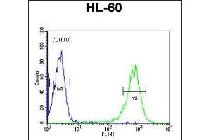 RPS8 Antibody (N-term) (ABIN6242934 and ABIN6579050) flow cytometric analysis of HL-60 cells (right histogram) compared to a negative control cell (left histogram). (RPS8 抗体  (N-Term))