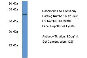 Western Blotting (WB) image for anti-Paf1, RNA Polymerase II Associated Factor, Homolog (PAF1) (N-Term) antibody (ABIN2788815) (PAF1/PD2 抗体  (N-Term))