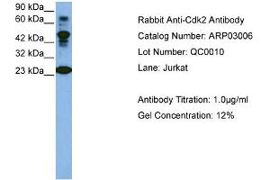 Western Blotting (WB) image for anti-Cyclin-Dependent Kinase 2 (CDK2) (C-Term) antibody (ABIN184162) (CDK2 抗体  (C-Term))
