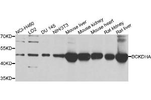 Western blot analysis of extracts of various cells, using BCKDHA antibody. (BCKDHA 抗体)
