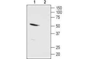 Western blot analysis of rat kidney membranes: - 1. (KCNK13 抗体  (Extracellular))