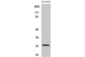 Western Blotting (WB) image for anti-P27 (Ser237) antibody (ABIN3180224) (P27 (Ser237) 抗体)