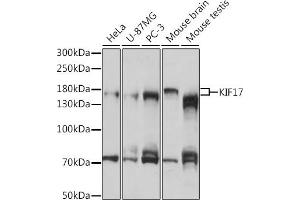 Western blot analysis of extracts of various cell lines, using KIF17 antibody (ABIN7268123) at 1:1000 dilution. (KIF17 抗体  (AA 360-660))