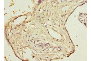 Immunohistochemistry of paraffin-embedded human placenta tissue using ABIN7149700 at dilution of 1:100 (DCMP Deaminase (DCTD) (AA 1-178) 抗体)