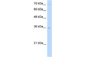 PRIM2 antibody used at 5 ug/ml to detect target protein. (PRIM2 抗体)