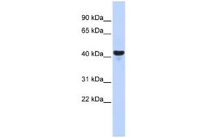 WB Suggested Anti-E2F2 Antibody Titration:  0. (E2F2 抗体  (Middle Region))