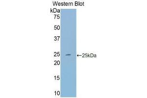 Western Blotting (WB) image for anti-Transferrin (TF) (AA 22-176) antibody (ABIN1860868) (Transferrin 抗体  (AA 22-176))