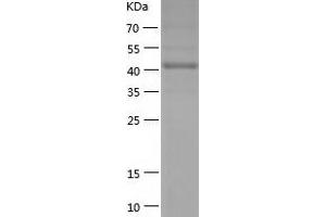 Western Blotting (WB) image for Protein tyrosine Phosphatase, Receptor Type, C Polypeptide-Associated Protein (PTPRCAP) (AA 33-428) protein (His tag) (ABIN7124685) (PTPRCAP Protein (AA 33-428) (His tag))