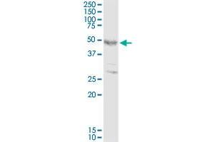 FOXP3 MaxPab rabbit polyclonal antibody. (FOXP3 抗体  (AA 1-431))