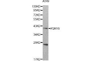 Western blot analysis of extracts of A549 cells, using P2RY6 antibody (ABIN1874016) at 1:500 dilution. (P2RY6 抗体)