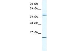 Western Blotting (WB) image for anti-Ts Translation Elongation Factor, Mitochondrial (TSFM) antibody (ABIN2460533) (TSFM 抗体)