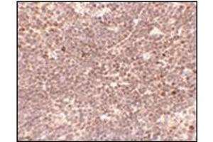 Immunohistochemistry of S1P1 in Mouse thymus tissue with EDG-1 / S1PR1 antibody at 5 μg/ml. (S1PR1 抗体  (C-Term))