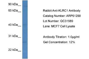 Western Blotting (WB) image for anti-Killer Cell Lectin-Like Receptor Subfamily C, Member 1 (KLRC1) (C-Term) antibody (ABIN2788754) (KLRC1 抗体  (C-Term))