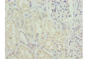 Immunohistochemistry of paraffin-embedded human kidney tissue using ABIN7154006 at dilution of 1:100 (Glutaminase 抗体  (AA 616-669))