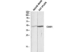 Western Blot (WB) analysis of Mouse Brain Rat Spleen lysis using C5AR1 antibody. (C5AR1 抗体)
