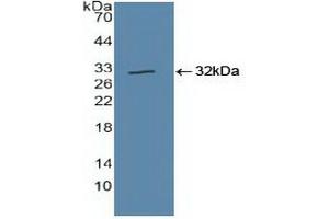 Detection of Recombinant CUL1, Human using Polyclonal Antibody to Cullin 1 (CUL1) (Cullin 1 抗体  (AA 1-250))