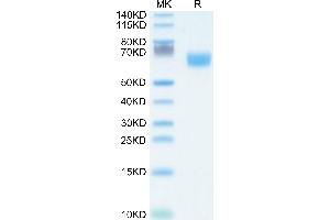 FGFR2 beta (AA 253-378) protein (Fc Tag)