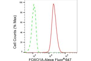 Flow cytometric analysis of FOXO1A expression in C2C12 cells using FOXO1A antibody (ABIN7798644), 1:2,000). (Recombinant FOXO1 抗体)