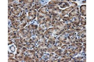 Immunohistochemical staining of paraffin-embedded liver tissue using anti-SIL1 mouse monoclonal antibody. (SIL1 抗体)