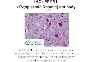 Image no. 2 for anti-Neuropeptide Y Receptor Y4 (NPY4R) (3rd Cytoplasmic Domain) antibody (ABIN1738313) (NPY4R 抗体  (3rd Cytoplasmic Domain))