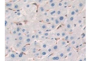 Immunohistochemistry (IHC) image for anti-Cofilin 1 (CFL1) (AA 3-161) antibody (ABIN7433783)