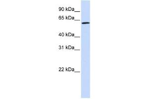 ENOX1 antibody used at 1 ug/ml to detect target protein. (ENOX1 抗体  (Middle Region))