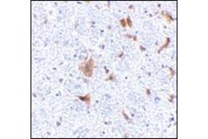 Immunohistochemistry of LFG in mouse brain tissue with this product at 5 μg/ml. (FAIM2 抗体  (N-Term))