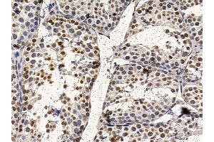 Nucleophosmin Mouse Monoclonal Antibody at 1/100 staining mouse testis tissue by IHC-P. (NPM1 抗体)