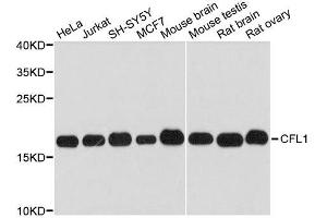 Western blot analysis of extracts of various cell lines, using CFL1 antibody. (Cofilin 抗体  (AA 1-100))