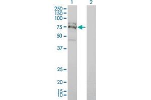 Western Blot analysis of FXR1 expression in transfected 293T cell line by FXR1 monoclonal antibody (M01), clone 2G11.
