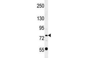 Western Blotting (WB) image for anti-POU Domain, Class 2, Transcription Factor 1 (POU2F1) (AA 364-391) antibody (ABIN3032297)