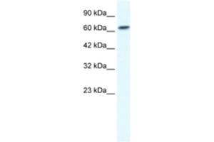 Western Blotting (WB) image for anti-gamma-aminobutyric Acid (GABA) A Receptor, beta 2 (GABRB2) antibody (ABIN2461130) (GABRB2 抗体)