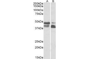 ABIN5539658 (0. (PLIN3 抗体  (AA 154-167))