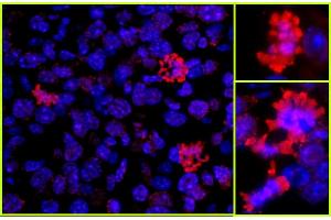 Immunofluorescence (IF) image for anti-Histone H3 (H3) (C-Term) antibody (ABIN7448974) (Histone 3 抗体  (C-Term))
