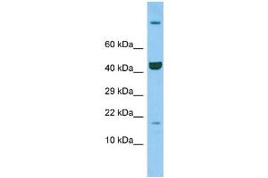 Host: Rabbit Target Name: Ppil3 Sample Type: Rat Thymus lysates Antibody Dilution: 1. (PPIL3 抗体  (C-Term))