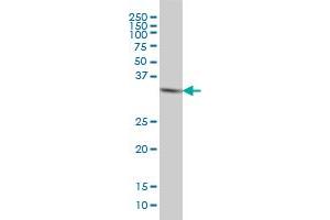 HTRA2 monoclonal antibody (M04), clone 6H8 Western Blot analysis of HTRA2 expression in HeLa . (HTRA2 抗体  (AA 359-458))