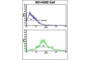 Flow cytometric analysis of NCI- cells using ALDH3A1 Antibody (N-term)(bottom histogram) compared to a negative control cell (top histogram). (ALDH3A1 抗体  (N-Term))