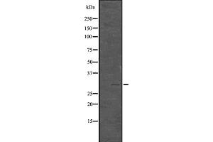 Western blot analysis of Phospho-Histone H1. (HIST1H1E 抗体  (pThr18))