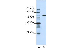 WB Suggested Anti-HCFC1 Antibody Titration:  1. (HCFC1 抗体  (N-Term))