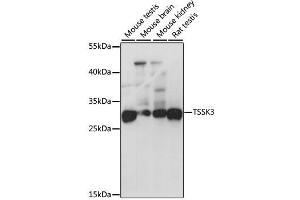 Western blot analysis of extracts of various cell lines, using TSSK3 antibody.