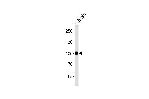 Western blot analysis of lysate from human brain tissue lysate, using CDH13 Antibody at 1:1000 at each lane. (Cadherin 13 抗体  (C-Term))