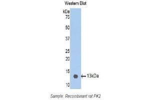 Western Blotting (WB) image for anti-Prokineticin 2 (PROK2) (AA 29-107) antibody (ABIN1172319) (PROK2 抗体  (AA 29-107))