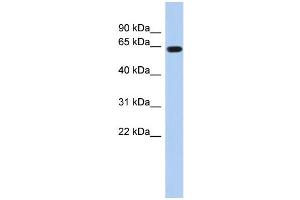 WB Suggested Anti-RUNX1 Antibody Titration:  0. (RUNX1 抗体  (Middle Region))