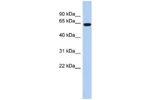 WB Suggested Anti-RUNX1 Antibody Titration:  0.