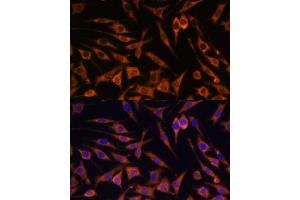 Immunofluorescence (IF) image for anti-Acetyl-CoA Acetyltransferase 2 (ACAT2) (AA 1-97) antibody (ABIN6136417)