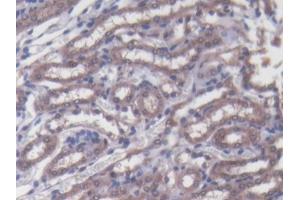 DAB staining on IHC-P; Samples: Mouse Kidney Tissue (PLCL1 抗体  (AA 891-1096))
